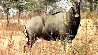 Angry Big bull Nilgai or blue bull Boselaphus tragocamelus face to face at Pohara jungle [upl. by Mcgrody]