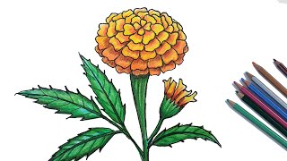 How to Draw Marigold Step by Step Very Easy [upl. by Jessa]