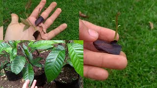 How to plant mahogany seeds in 2 ways [upl. by Adnamahs]