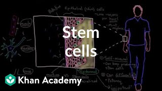 Stem cells  Cells  MCAT  Khan Academy [upl. by Coney]