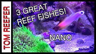 Reef Tank  3 Great Reef Fishes FOR 20 GALLON TANKS [upl. by Beaudoin]