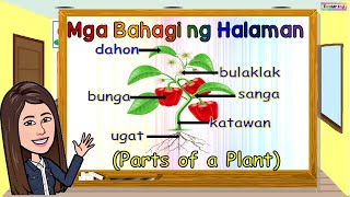 MGA BAHAGI NG HALAMAN  PARTS OF A PLANT [upl. by Home]