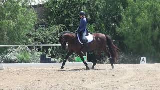 How to ride Dressage Training level test 1 [upl. by Dhaf45]