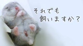 ハムスターを飼う前に見て欲しい動画 [upl. by Susanetta]