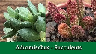 How to Grow Adromischus a rare and fascinating group of succulents [upl. by Filomena626]