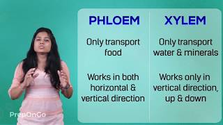 Life Process  13  Transportation in plants  CBSE Class 10 [upl. by Nnylannej]