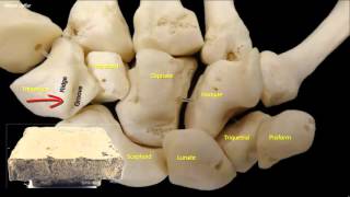 Osteology of the hand [upl. by Akinek]