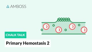 Primary Hemostasis  Part 2 Platelet Activation [upl. by Leummas]