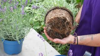 How to Plant Lavender Top Tips  Lavender World [upl. by Aiblis]