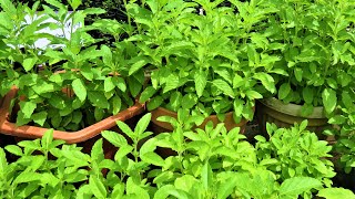 How to grow Holy Basil Tulsi from seed [upl. by Berner]