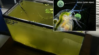 Raising Daphnia for the Freshwater Aquarium [upl. by Mainis]