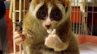 Distraction Slow loris eats a rice ball [upl. by Girardo226]