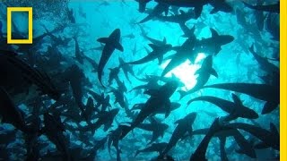 Onward Visit the Worlds Largest OpenOcean Fish Farm  National Geographic [upl. by Monro557]