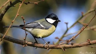 chants et cris de la mésange charbonnière HD  Calls amp songs great tit [upl. by Valma]