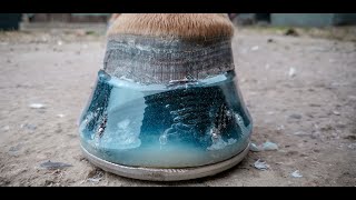 How to shoe a horse using resin  Amazingly satisfying [upl. by Enneira]