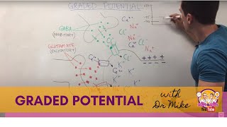 Graded Potential  Neuron [upl. by Norahs]