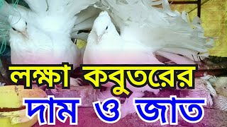 লক্ষা কবুতরের দাম  Fantail Pigeons Price  কম দামে লক্ষা কবুতর কিনুন  Green Farming  কবুতর পালন [upl. by Swigart370]