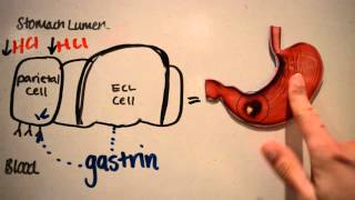 Proton Pump Inhibitors PPIS [upl. by Cornelia465]