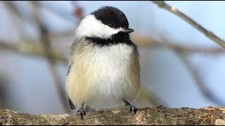 Mésange à tête noire cri  Blackcapped Chickadee call [upl. by Shiau742]