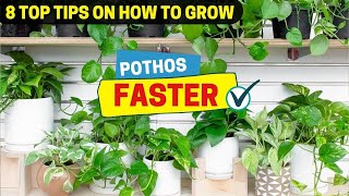 8 Top Tips on How to Grow Pothos Faster [upl. by Foushee714]