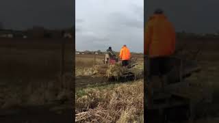 Willow Harvesting [upl. by Oconnor]