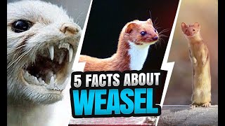 WEASEL WONDERS 5 FASCINATING FACTS ABOUT THESE MISCHIEVOUS MUSTELIDS [upl. by Redneval]