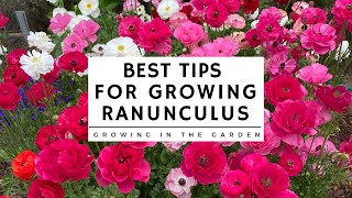 HOW to PLANT and GROW RANUNCULUS plus TIPS for growing ranunculus in HOT CLIMATES [upl. by Conan201]