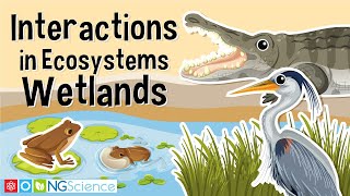 Interactions in Ecosystems – Wetlands [upl. by Trometer]