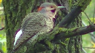 THE BIRDERS  A Melodic Journey through Northern Colombia [upl. by Willabella869]