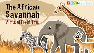 African Savannah – Virtual Field Trip [upl. by Ilyah379]