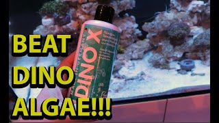 How to beat dinoflagellates in a reef tank [upl. by Anel376]