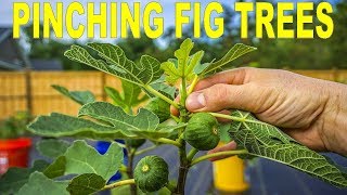 When Why And How To Pinching Fig Trees To Force Early Fruiting [upl. by Ymaj273]