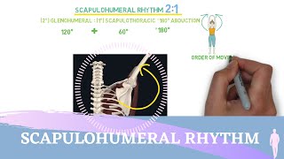 Scapulohumeral Rhythm Simple Animation I Shoulder Kinesiology [upl. by Carree96]