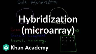 Hybridization microarray  Biomolecules  MCAT  Khan Academy [upl. by Ellenwahs]