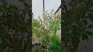 mere aagan ki tulsi🙏🙏🤞🪔🪔🪔🥰😍🕉🕉 [upl. by Tristam805]