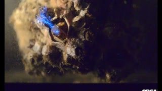 Barnacles feeding on bioluminescent dinoflagellates [upl. by Amberly169]