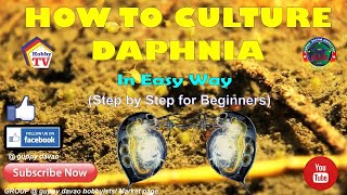 HOW TO CULTURE DAPHNIA In Easy Way [upl. by Zeiger]