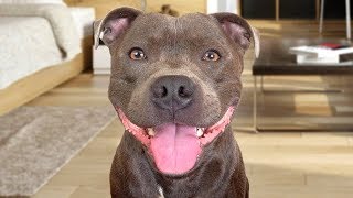 Funny American Staffordshire Terrier Videos [upl. by Anelra605]