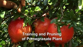 Training and Pruning of Pomegranate Plant [upl. by Cyrilla679]