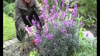 Erysimum quotBowles Mauvequot [upl. by Zohar]