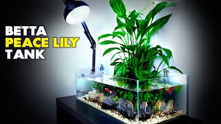 Aquascape Tutorial Peace Lily Betta Fish Aquarium How To Step By Step Planted Tank Guide [upl. by Aniraad]