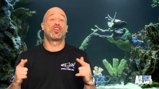 RumFish Grill on TANKED [upl. by Till]