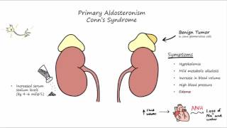 Aldosterone Mechanism of Action [upl. by Danella]