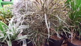 False Aralia Plant Care  Donna Joshi [upl. by Brunelle]