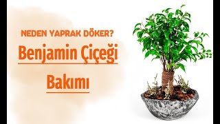 Benjamin Bakımı Nasıl Yapılır  BENJAMİN NEDEN YAPRAK DÖKER [upl. by Jankey]