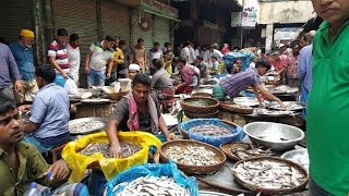 Wondrous Fish Market  Biggest Fish Market In Old Dhaka Bangladesh [upl. by Ieso680]