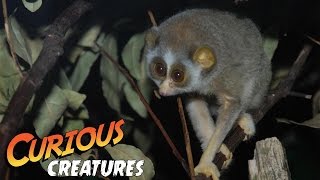 Grey Slender Loris  Curious Creatures [upl. by Laine]