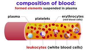 The Composition and Function of Blood [upl. by Ethbin]