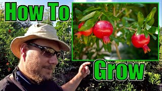 How To Grow An Abundance Of Pomegranates At Home  Gardening Tips That Work [upl. by Durrej]