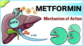 Metformin Mechanism of Action [upl. by Nikki582]